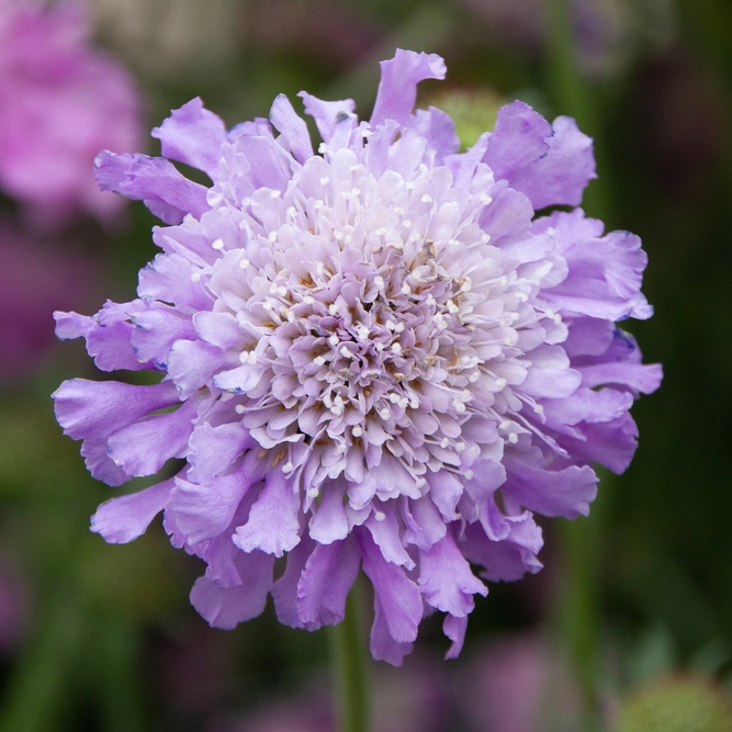 Scabiosa 'Butterfly Blue Beauty' (Pot Size 2L) Pincushion Flower - image 2