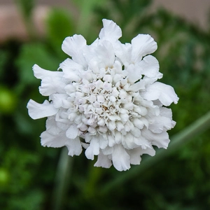 Scabiosa columbaria 'Flutter Pure White' (Pot Size 3L) Pincushion Flower - image 1