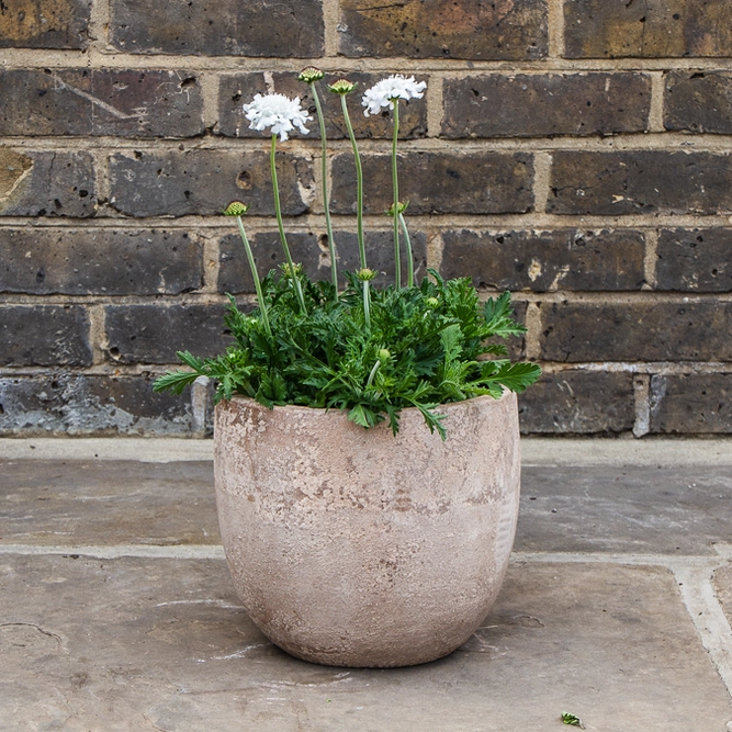 Scabiosa columbaria 'Flutter Pure White' (Pot Size 3L) Pincushion Flower - image 2