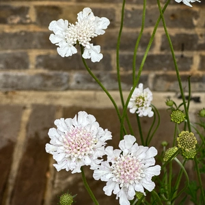 Scabiosa columbaria 'Kudo White' (Pot Size 3L) Pincushion Flower