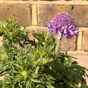 Scabiosa mariposa 'Blue' (3L) Pincushion Flower - image 5