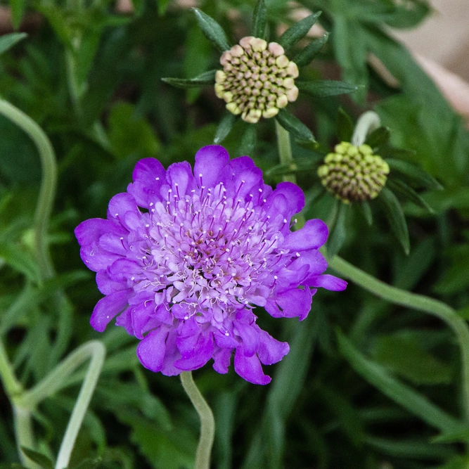 Scabiosa mariposa 'Blue' (3L) Pincushion Flower - image 1
