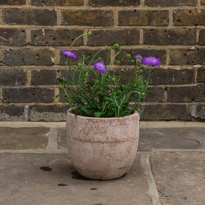 Scabiosa mariposa 'Blue' (3L) Pincushion Flower - image 2