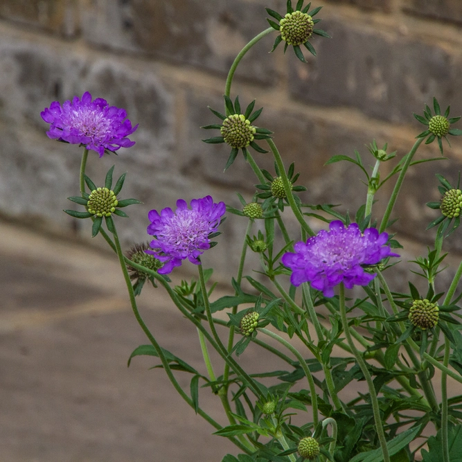 Scabiosa mariposa 'Blue' (3L) Pincushion Flower - image 3