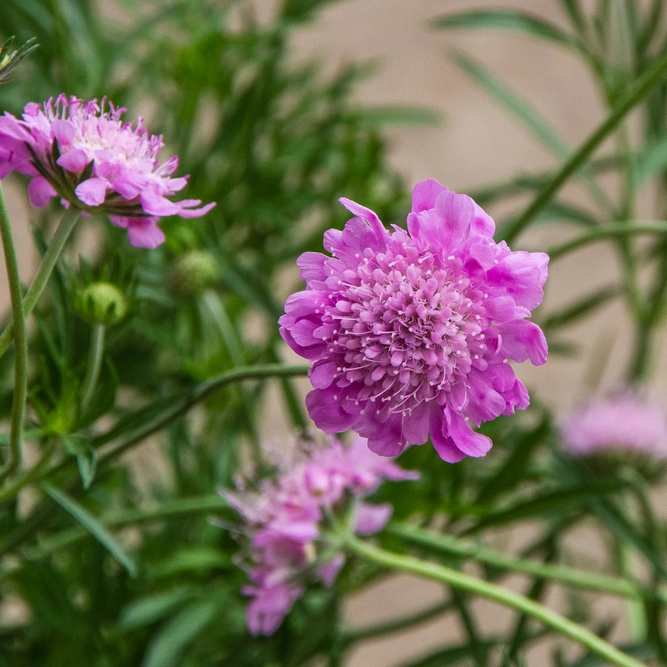 Scabiosa 'Walbertons Pink Mist' (Pot Size 2L) Pincushion Flower - image 3