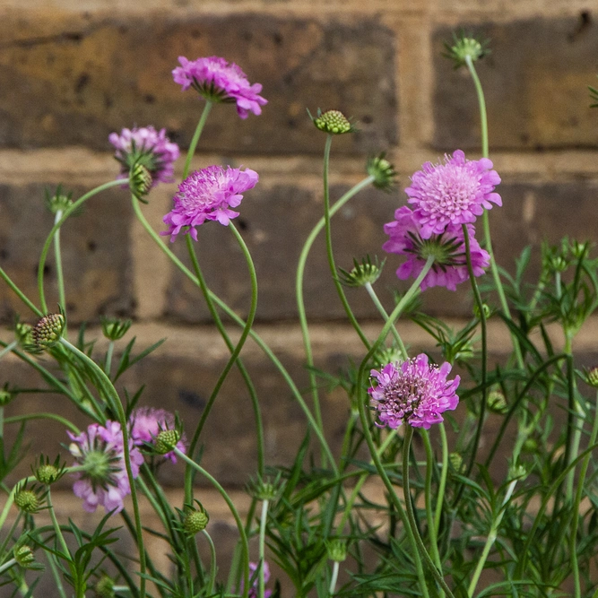 Scabiosa 'Walbertons Pink Mist' (Pot Size 2L) Pincushion Flower - image 5