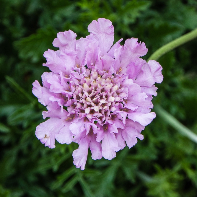 Scabiosa 'Walbertons Pink Mist' (Pot Size 2L) Pincushion Flower - image 1