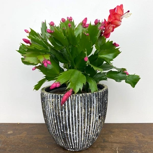 Schlumbergera truncata 'Red' (Pot Size 12cm) Christmas cactus