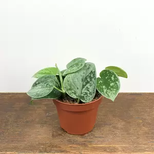 Scindapsus pictus 'Silvery Ann' (Pot Size 11cm) Satin Pothos