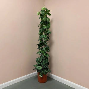 Scindapsus pictus 'Trebie' (Pot Size 27cm) Satin pothos