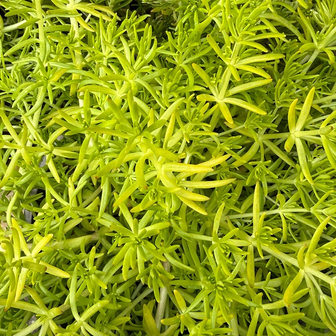 Sedum mexicanum ‘Lemon Ball’ (Pot Size 2L) - Stonecrop - image 1