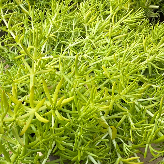 Sedum mexicanum ‘Lemon Ball’ (Pot Size 2L) - Stonecrop - image 2