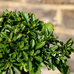 Sedum 'Weihenstephaner Gold' (Pot Size 11cm) Stonecrop