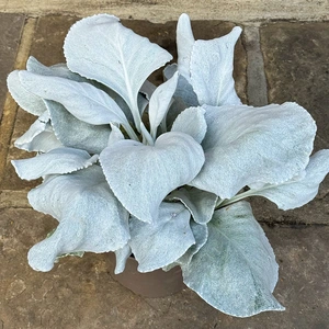 Senecio 'Angel Wings' (Pot Size 13cm) - image 1