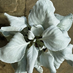 Senecio 'Angel Wings' (Pot Size 13cm) - image 2