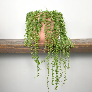 Senecio rowleyanus (Hanging Pot 14cm) String of pearls
