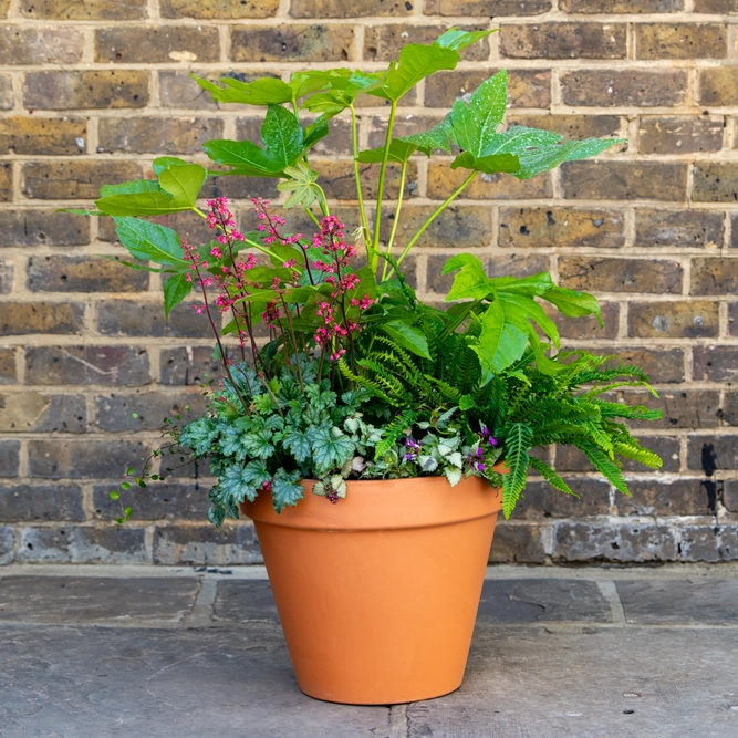 Shady Jungle Planter Extra Large (D39cm) Ready-made Potted Plants - image 1