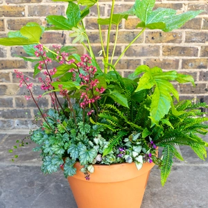 Shady Jungle Planter Extra Large (D39cm) Ready-made Potted Plants - image 2