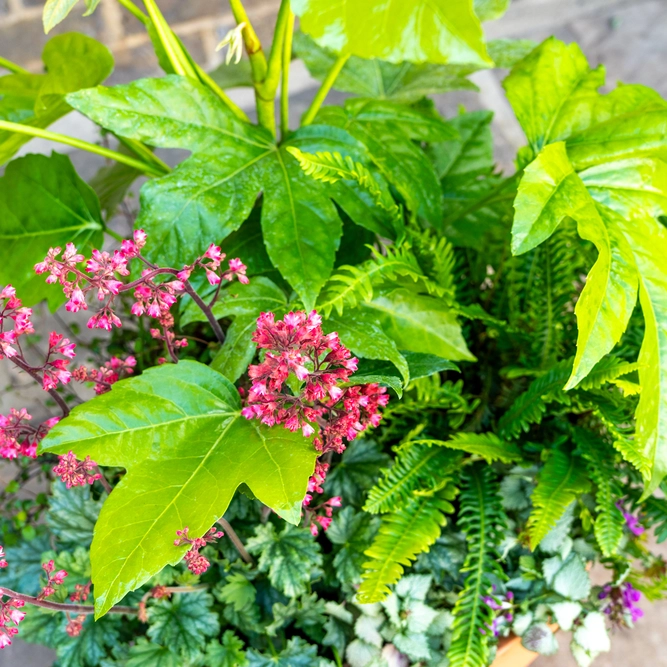 Shady Jungle Planter Extra Large (D39cm) Ready-made Potted Plants - image 3