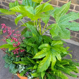 Shady Jungle Planter Extra Large (D39cm) Ready-made Potted Plants - image 4