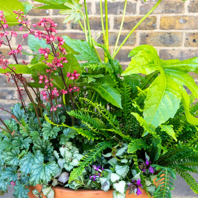 Shady Jungle Planter Extra Large (D39cm) Ready-made Potted Plants - image 5