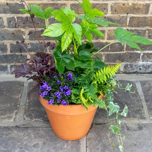 Shady Jungle Planter Large (D31cm) Ready-made Potted Plants - image 2