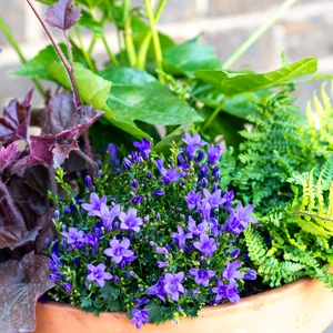 Shady Jungle Planter Large (D31cm) Ready-made Potted Plants - image 3