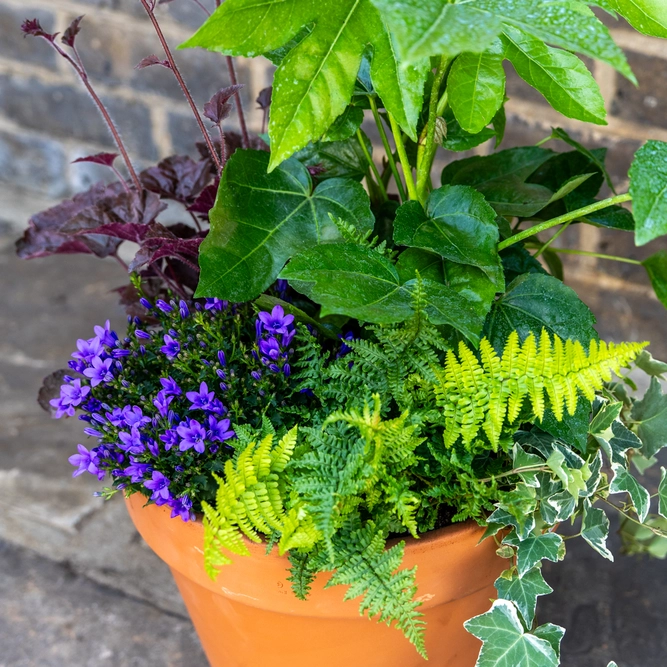 Shady Jungle Planter Large (D31cm) Ready-made Potted Plants - image 4