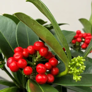 Skimmia japonica O' Berries Red (Pot Size 12cm)