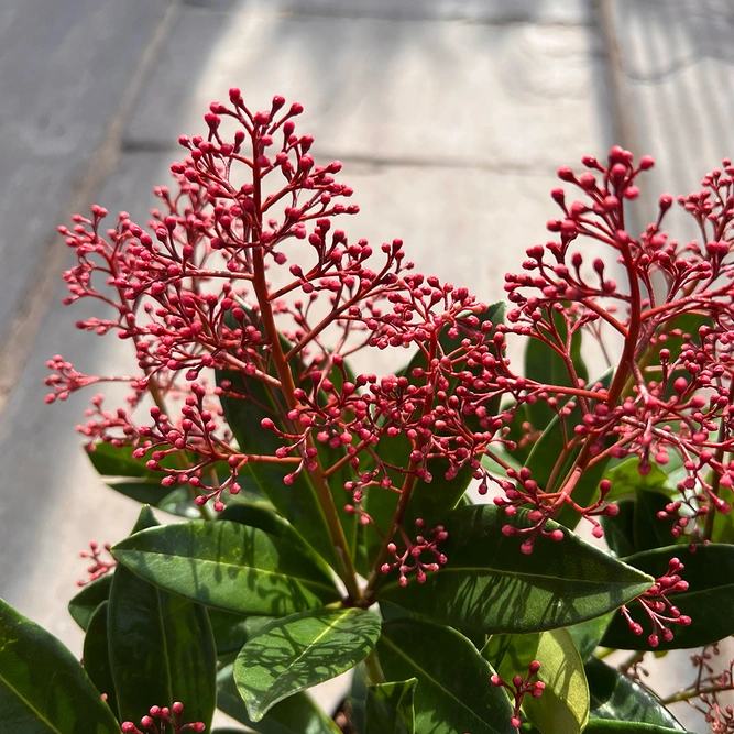Skimmia japonica 'Rubella' (Pot Size 1L) - image 1