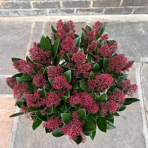 Skimmia japonica 'Rubella' (Pot Size 23cm) - image 2