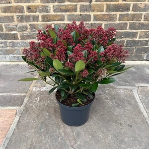 Skimmia japonica 'Rubella' (Pot Size 23cm) - image 3