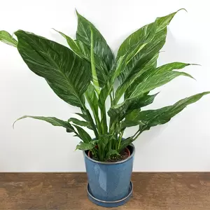 Spathiphyllum 'Diamond' (Pot Size 14cm) Variegated Peace Lily