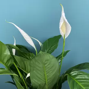 Spathiphyllum (Pot Size 14cm) Peace lily