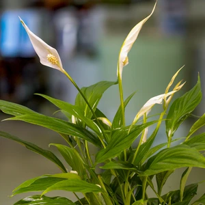 Spathiphyllum 'Sweet Chico' (Pot Size 13cm) Peace Lily