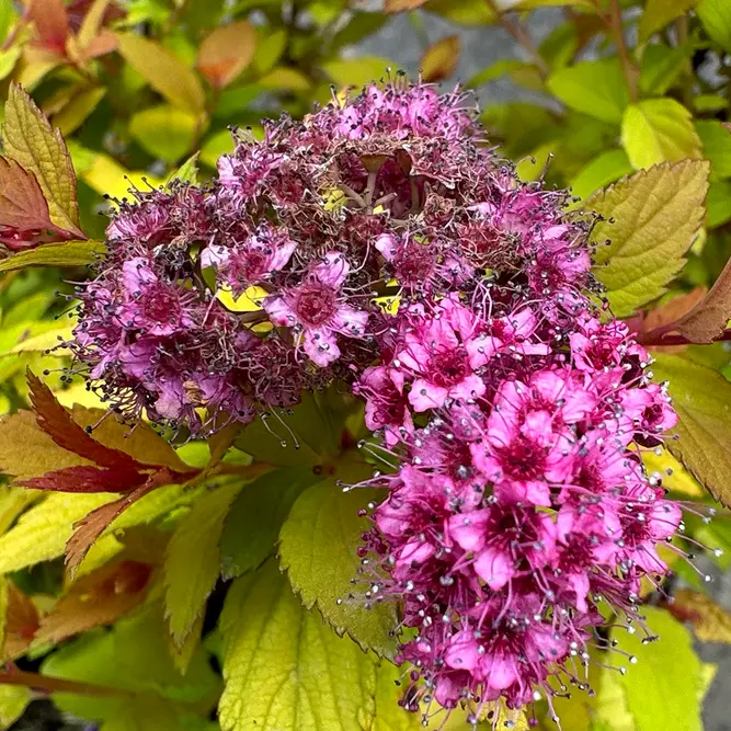 Image by Andy Mabbett, CC BY-SA 3.0 , via Wikimedia Commons