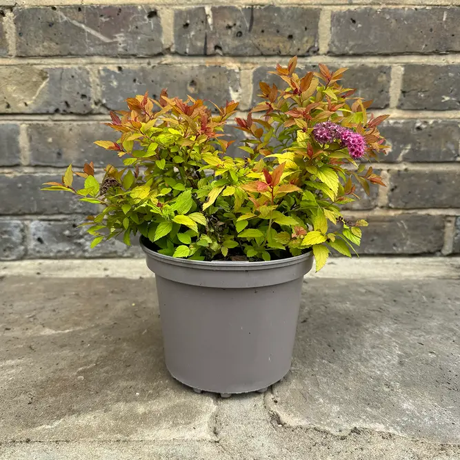 Spiraea 'Walbertons Magic Carpet' (Pot Size 2L) - image 2