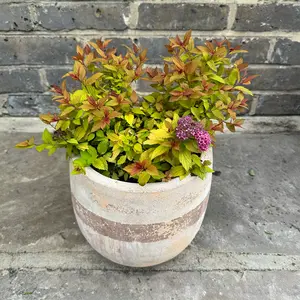Spiraea 'Walbertons Magic Carpet' (Pot Size 2L) - image 5