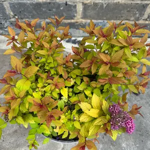 Spiraea 'Walbertons Magic Carpet' (Pot Size 2L) - image 3
