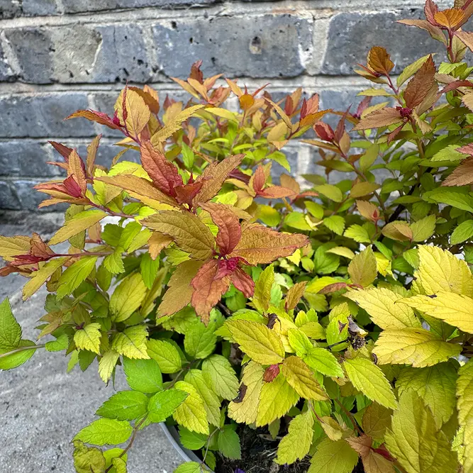 Spiraea 'Walbertons Magic Carpet' (Pot Size 2L) - image 6