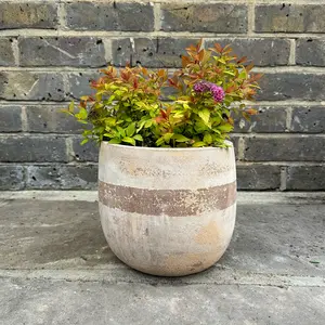 Spiraea 'Walbertons Magic Carpet' (Pot Size 2L) - image 4