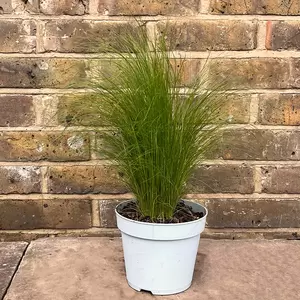 Stipa tenuissima 'Ponytails' (Pot Size 3L) Mexican Feather Grass - image 3