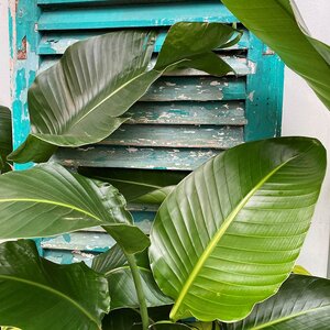 Strelitzia nicolai (Pot Size 21cm) White bird of paradise