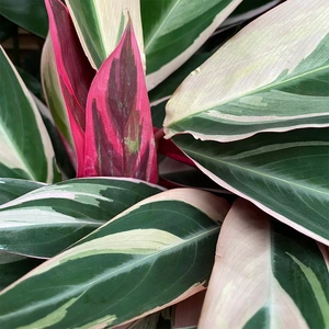 Stromanthe sanguinea 'Triostar' (Pot Size 14cm) Calathea 'Triostar' - image 4