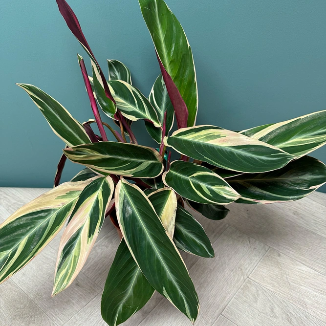 Stromanthe sanguinea 'Triostar' (Pot Size 14cm) Calathea 'Triostar' - image 2