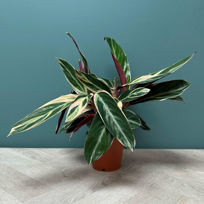 Stromanthe sanguinea 'Triostar' (Pot Size 14cm) Calathea 'Triostar' - image 1