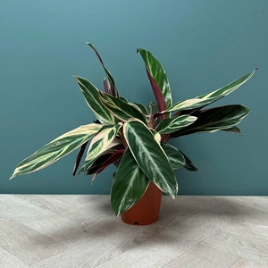 Stromanthe sanguinea 'Triostar' (Pot Size 14cm) Calathea 'Triostar' - image 1