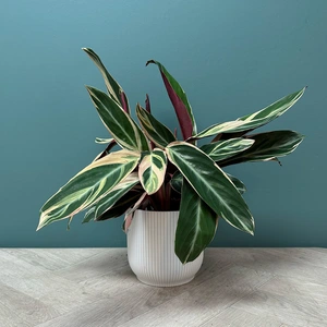 Stromanthe sanguinea 'Triostar' (Pot Size 14cm) Calathea 'Triostar' - image 3
