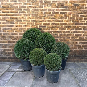 Taxus baccata (Ball Size 45-50cm) Yew Balls - image 4