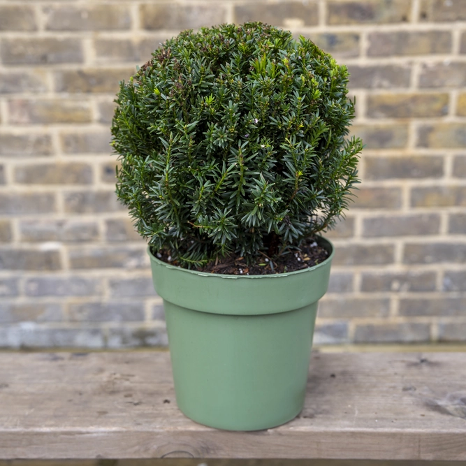 Taxus Baccata Ball (Ball Sizes 25-30cm) Yew Balls - image 1